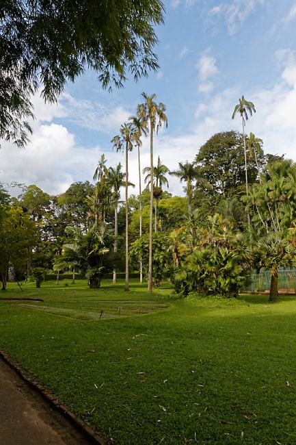 Kandy-Botanical garden-009